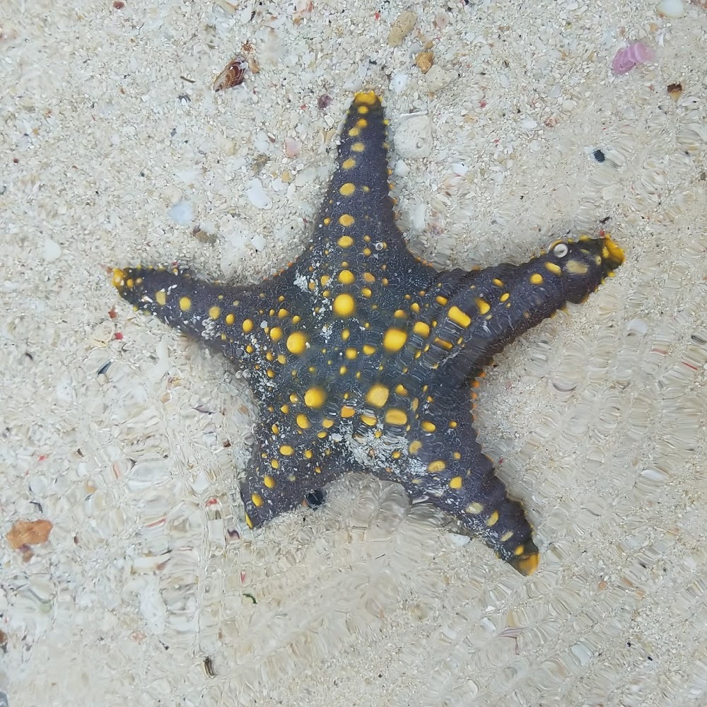 Meet your Posher, Shelby